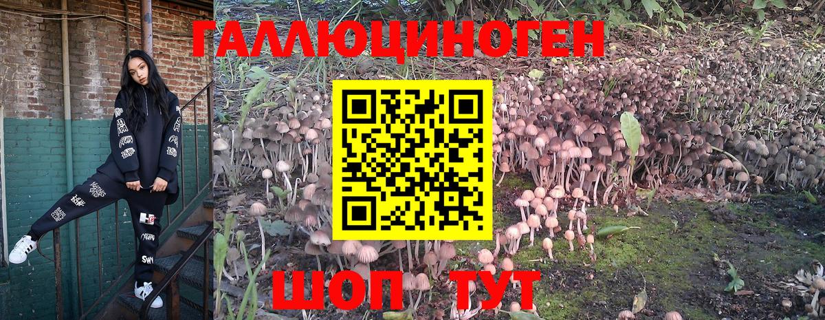 Галлюциногенные грибы мицелий  Вход с VPN  Йошкар-Ола  Галлюциногенные грибы Psilocybe 
